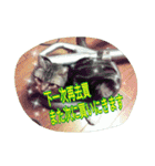 台湾語 日本語 中国語 猫 鳥 うさぎ（個別スタンプ：39）