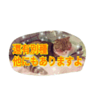 台湾語 日本語 中国語 猫 鳥 うさぎ（個別スタンプ：40）