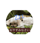 雪丸ですヨロシク（個別スタンプ：3）