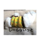 雪丸ですヨロシク（個別スタンプ：6）