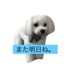 雪丸ですヨロシク（個別スタンプ：8）