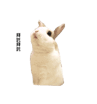 Rabbit Teemo（個別スタンプ：1）
