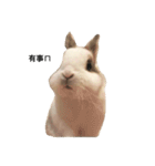 Rabbit Teemo（個別スタンプ：2）