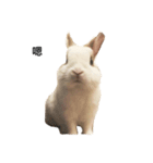 Rabbit Teemo（個別スタンプ：3）