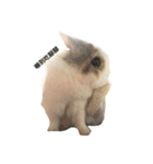 Rabbit Teemo（個別スタンプ：4）