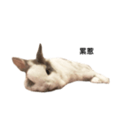 Rabbit Teemo（個別スタンプ：5）