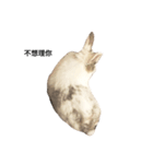 Rabbit Teemo（個別スタンプ：9）