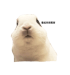 Rabbit Teemo（個別スタンプ：12）