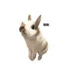Rabbit Teemo（個別スタンプ：17）
