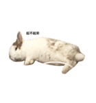 Rabbit Teemo（個別スタンプ：19）