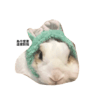 Rabbit Teemo（個別スタンプ：22）