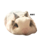 Rabbit Teemo（個別スタンプ：23）