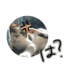 とろろとむぎ（個別スタンプ：7）