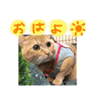 とろろとむぎ（個別スタンプ：8）