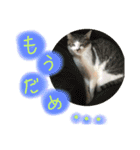 とろろとむぎ（個別スタンプ：9）
