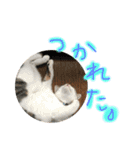 とろろとむぎ（個別スタンプ：15）