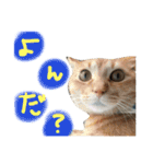とろろとむぎ（個別スタンプ：16）