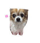 Dangdang（個別スタンプ：7）