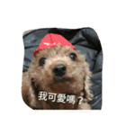 orange dog2（個別スタンプ：1）