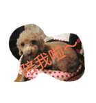 orange dog2（個別スタンプ：3）