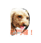 orange dog2（個別スタンプ：6）