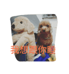 orange dog2（個別スタンプ：7）