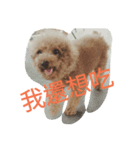 orange dog2（個別スタンプ：8）