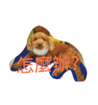 orange dog2（個別スタンプ：9）