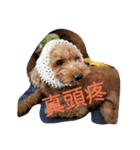 orange dog2（個別スタンプ：10）