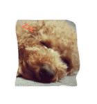 orange dog2（個別スタンプ：11）