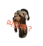 orange dog2（個別スタンプ：12）