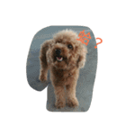 orange dog2（個別スタンプ：13）
