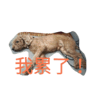 orange dog2（個別スタンプ：14）