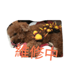 orange dog2（個別スタンプ：15）