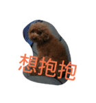 orange dog2（個別スタンプ：16）