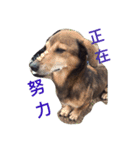 ChenHan（個別スタンプ：5）