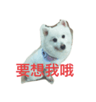 ChenHan（個別スタンプ：7）