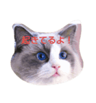 あなたも私も猫好きである（個別スタンプ：1）