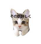 あなたも私も猫好きである（個別スタンプ：14）