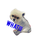 doggybb（個別スタンプ：2）