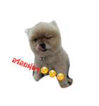 doggybb（個別スタンプ：6）