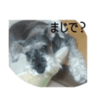 きぃくんの日々（個別スタンプ：16）
