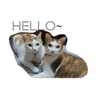 So Cute cats~（個別スタンプ：1）