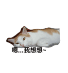So Cute cats~（個別スタンプ：2）
