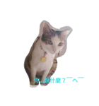 So Cute cats~（個別スタンプ：3）