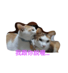 So Cute cats~（個別スタンプ：4）