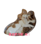 So Cute cats~（個別スタンプ：5）