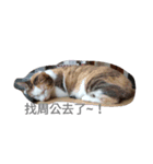 So Cute cats~（個別スタンプ：6）