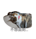 So Cute cats~（個別スタンプ：7）