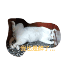 So Cute cats~（個別スタンプ：8）